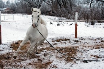  красиво! Это — Босфор, жеребец терской породы